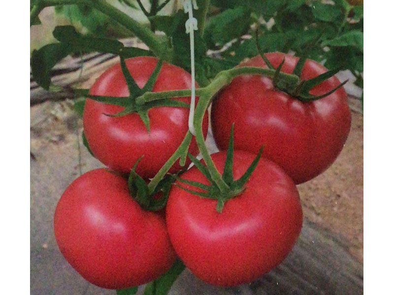 盛世番茄